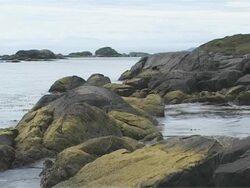 Algae covered rocks and rockpools, Chile Stock Footage