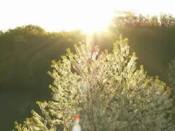 AERIAL Blooming tree on the edge of a forest Stock Footage