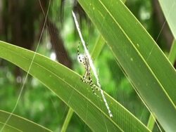 Yellow and Black Garden Spider, Argiope aurantia, weaving its web Stock Footage
