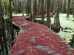 MS TU Footbridge in pond / Register, Georgia, United States Stock Footage