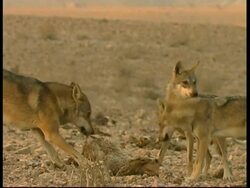 Grey Wolves, Canis lupus,  feeding, eating a lamb carcass, MS, Negev Desert, Israel Stock Footage