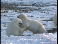 MS Two young polar bears wrestle in the snow Stock Footage