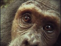CU, Young chimpanzee (Pan troglodytes) climbing down tree trunk and peering into camera, Gombe Stream National Park, Tanzania Stock Footage