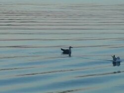 Seagull bird in sea Stock Footage