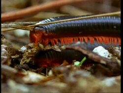 CU Millipedes mating, Kenya, Africa Stock Footage