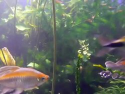 Goldfish Stock Footage