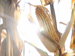 HD DOLLY: Ripe Corn On The Cob Stock Footage