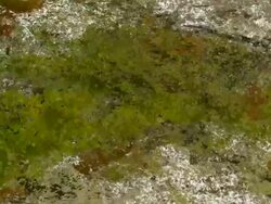 ORGANIC MATTER : close-up, white back (TRANSITION) Stock Footage