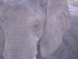 Closeup of African Elephant Stock Footage