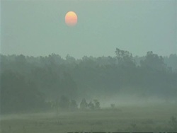 WA Orange sun over misty mangrove forest, Sunderbans, India Stock Footage