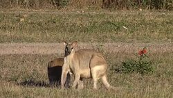 Kangaroo eating slowly Stock Footage