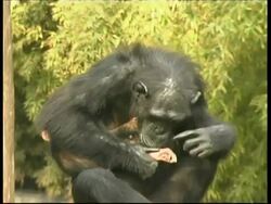 Chimpanzees, Pan troglodyte, female walks away from mature mother holding baby, mother grooming baby, young baby at back of mother sitting, CU, Israel Stock Footage