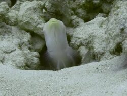Sand tilefish emerging from hiding place Stock Footage