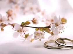 Wedding Day Stock Footage