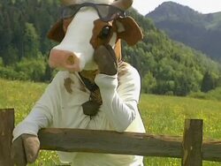Cow leaned on fence Stock Footage