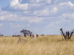 WS Zebras In The African Savannah Stock Footage