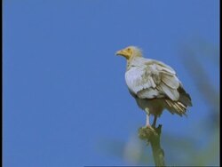 CU Egyptian vulture, Neophron percnopterus, perching on tree branch, Bandhavgarh National Park, India Stock Footage