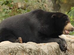 Malayan sun bear Stock Footage