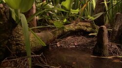 A snake flicks its tongue as it rests on a mossy log. Stock Footage