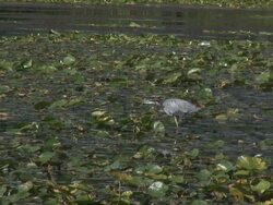 Great blue heron 9  1080/60i Stock Footage