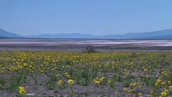 Death Valley Desert Pan of Flowers and Mountains Stock Footage