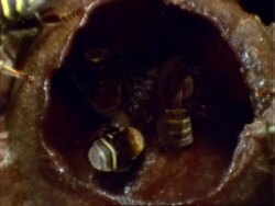 Melipona compressipes Bee, MCU bees at hive entrance, zoom in to BCU bee in honey pot, Panama, Central America Stock Footage