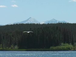 Mountain Lake and Forest Stock Footage