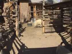 Sheep on Farm Stock Footage