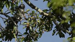 Mammals wildlife Stock Footage