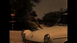 Kruger National Park Signage Stock Footage