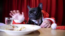 Christmas dog eating with hands Stock Footage