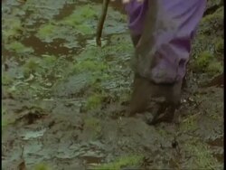 CU feet walking through deep mud, Uganda, Africa Stock Footage