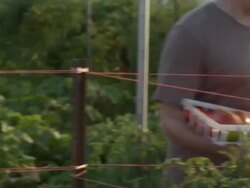 MS PAN Volunteer handing off full basket of tomatoes to another volunteer / Chicago, IL, United States  Stock Footage