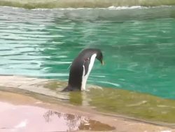 Penguins at Edinburgh Zoo News Clip