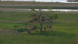 Tree with Spanish Moss in Alabama at sunset. Stock Footage