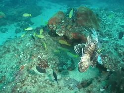 MS Devil fire fish swimming and drifting with surge above rocky outcrop covered with coral and sponge / Matola, Maputo, Mozambique Stock Footage