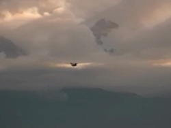 Wild Bird Flying Stock Footage