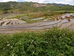 terraced rice field in Tule Village Stock Footage