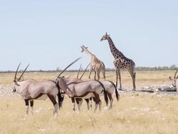 LS Giraffes And Gemsboks Drinking Water Stock Footage