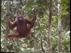Orang Utan (Pongo pygmaeus) climbing tree using legs, Sabah, Malaysia, Borneo Stock Footage