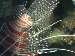 ECU Broad barred fire fish hiding in crevice covered with coral and sponges / Matola, Maputo, Mozambique Stock Footage