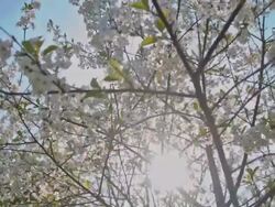 SLO MO Blooming cherry tree against the sun Stock Footage