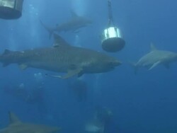 Tiger Shark (Galeocerdo cuvier) Stock Footage