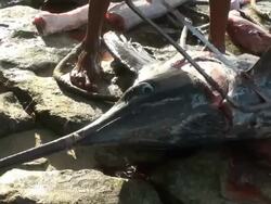 Dramatic live reportage of a poaching episode (marlin dissection) Stock Footage