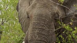 Kruger National Park News Clip