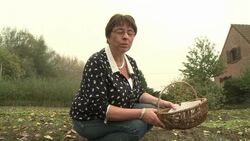 VOICED : Adventurous growers produce saffron News Clip