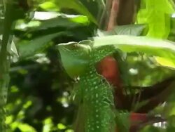 Green Basiliscus Stock Footage