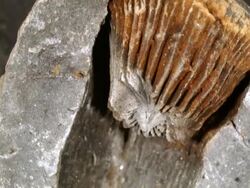 Crinoid fossil from Bolivia, in a nodule which has been split open Stock Footage