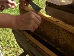 Close up of bee farmer putting a frame full of bees (and a new queen) into the artificial hive. Stock Footage