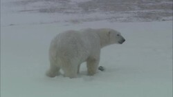 A polar bear lies down in the snow. Stock Footage